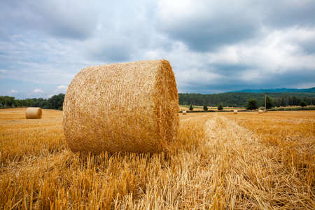 bales of dry straw in the field after harvest