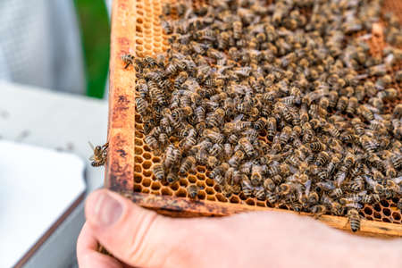 wax frame in bee hive, honey production