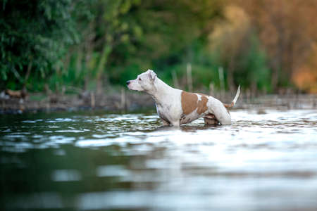 pit bull terrier swims and plays in the water in the lakeの写真素材