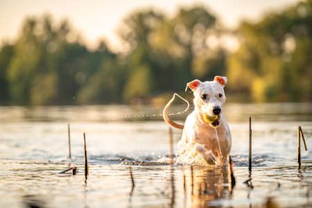 pit bull terrier swims and plays in the water in the lakeの写真素材