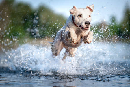 the pit bull terrier jumps into the water and scatters the drops aroundの写真素材