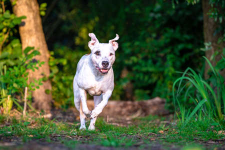 pit bull terrier runs along a forest path between grass and treesの写真素材