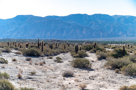 Cacti in the mountain landscape of South Americaの写真素材