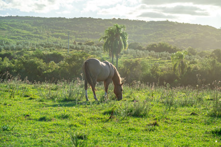 horses in nature at sunriseの写真素材