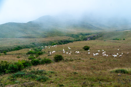 sheep on a meadow in nature