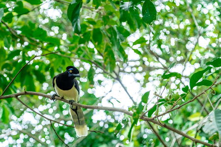 Crested jay on a tree in the forestの写真素材
