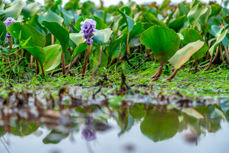 lake surface with aquatic plantsの写真素材