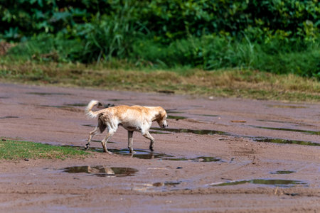dogs on the street of the rural South Americaの写真素材