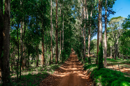 avenue of trees with a pathの写真素材