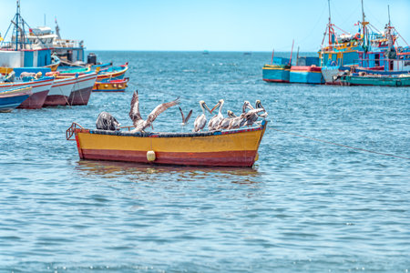 pepelicans on a fishing boat on the seashoreの写真素材
