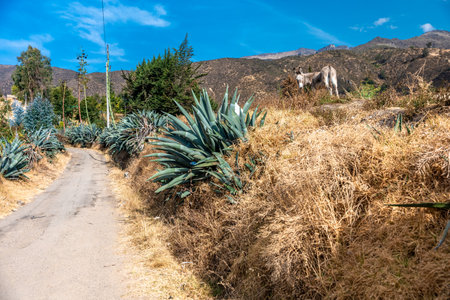 donkey grazing in the mountain natureの写真素材