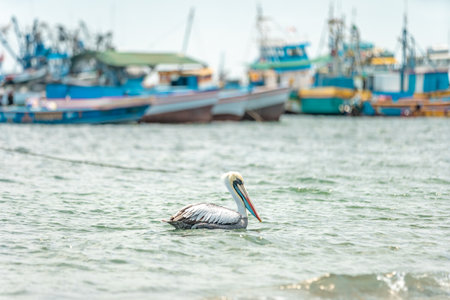 pelicans in nature in the waterの写真素材