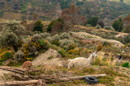 natural landscape of ecuador in south america
