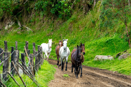 horses running on a dirt roadの写真素材