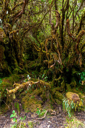the branches of the tree are overgrown with moss