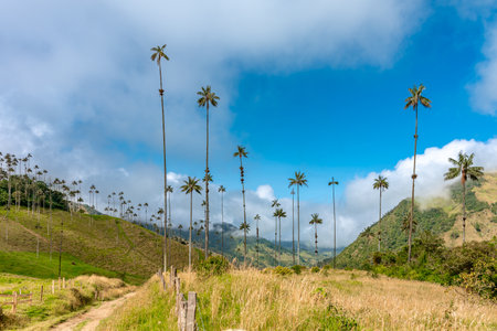 Cocora palm valley in Colombia in South America