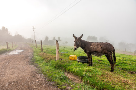donkey on the farm in the fog