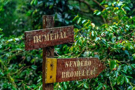 Colombia - October 15, 2022: organic coffee plantation