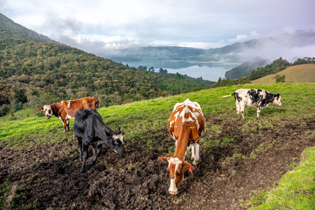 cows on a meadow in a beautiful landscapeの写真素材