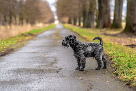 small black schnauzer on a walk on an alley in the parkの写真素材