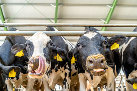 agriculture industry, feeding cows in the farm yardの写真素材