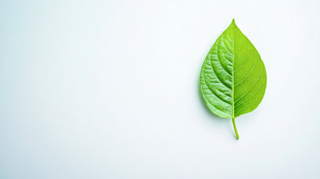 Single green leaf laying on minimal white backgroundの素材