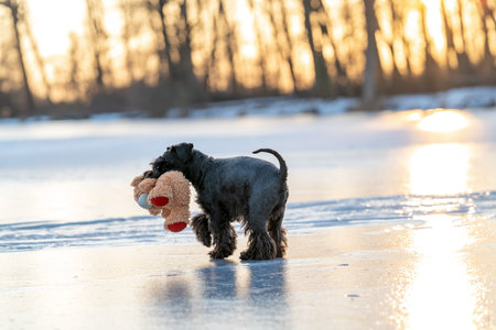 Schnauzer puppy carrying teddy bear toy on frozen lake during sunsetの写真素材