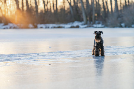 Schnauzer dog standing on frozen lake in golden hour winterの写真素材