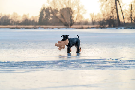 Miniature schnauzer dog playing with teddy bear on frozen lakeの写真素材