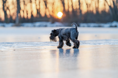 Black schnauzer dog walking on frozen lake ice at sunsetの写真素材