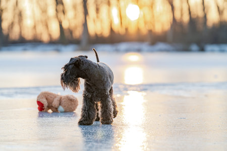 Schnauzer dog playing with toy on frozen lake during golden sunsetの写真素材
