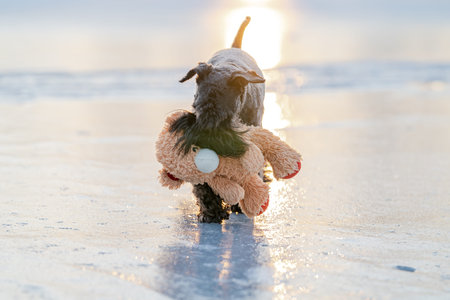 Dog running on beach carrying toy at sunsetの写真素材