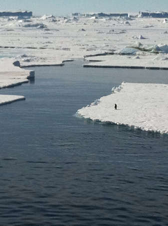Penguin on the lonely planet