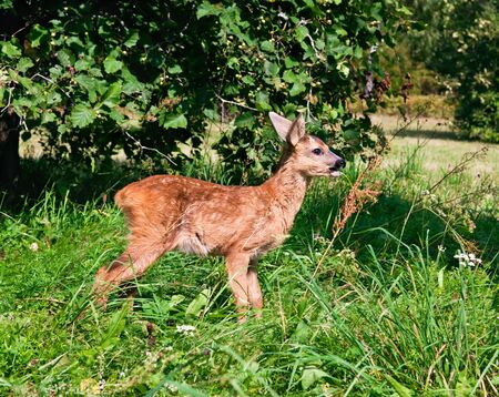 Roe deer fawn  Capreolus capreolus  grazing in the Berezinski Reserve, Belarusの写真素材