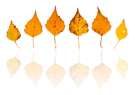 Autumnal leaves of birch isolated on whiteの写真素材