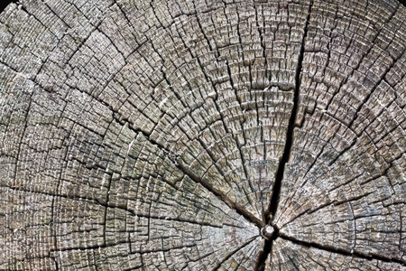 Old tree stump of Scotch pine  Pinus sylvestris の写真素材