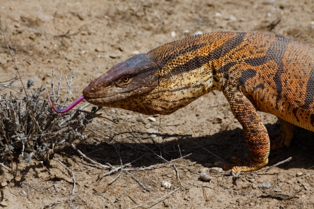 Monitor Lizard  Varanus griseus  in Kyzyl Kum desert, Uzbekistanの写真素材