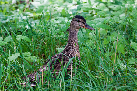 Female of mallard duck  Anas platyrhynchus の写真素材