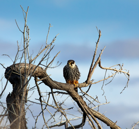 Hobby falcon  Falco subbuteo  sitting at a tree, Kazakhstanの写真素材