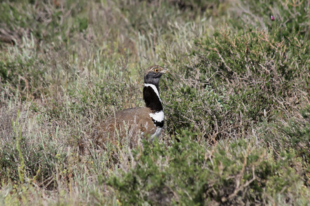 Little bustard  Otis tetrax  in desert area, Kazakhstanの写真素材