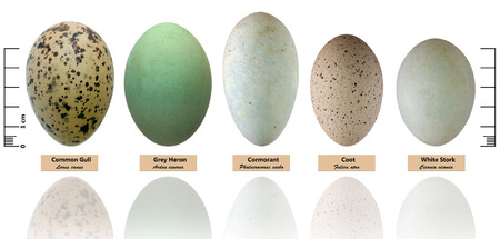Collection of bird s eggs isolated on white   Larus canus, Ardea cinerea, Phalacrocorax carbo, Fulica atra, Ciconia ciconia の写真素材
