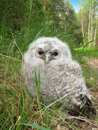Tawny Owl fledgeling  Strix aluco  sitting on a ground, Belarusの写真素材
