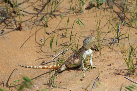 Female of steppe agama  Agama sanguinolenta  in desert area, Kazakhstanの写真素材