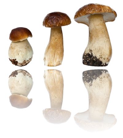 Boletus mushrooms (Boletus edulis) on a white backgroundの写真素材