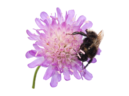 Humblebee (Bombus) on a pincushion flower (Knautia arvensis) isolated on white backgroundの写真素材