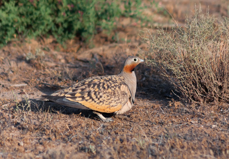 Male of Black-bellied sandgrouse, Pterocles orientalis, desert Betpak Dala, Kazakhstanの写真素材