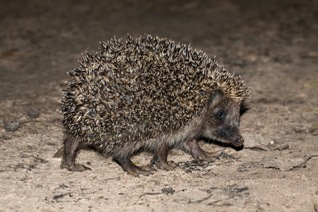Juvenile European hedgehog (Erinaceus europaeus) on a night walk, Northern Belarusの写真素材