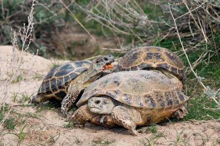 Breeding Steppe tortoises (Testudo horsfieldii) in Kyzyl Kum desert, Uzbekistanの写真素材