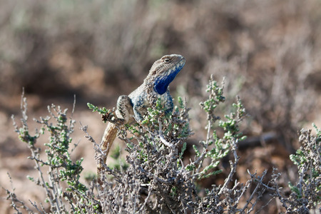Steppe agama male (Trapelus sanguinolentus) resting on glasswort bush in Kyzyl-Kum desert, Uzbekistanの写真素材