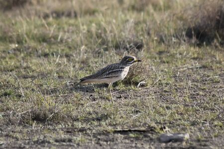 Breeding Eurasian stone-curlew (Burhinus oedicnemus) in Kyzyl-Kum desert, Uzbekistanの写真素材